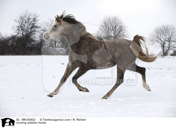 trabender Araber / running arabian horse / RR-50802