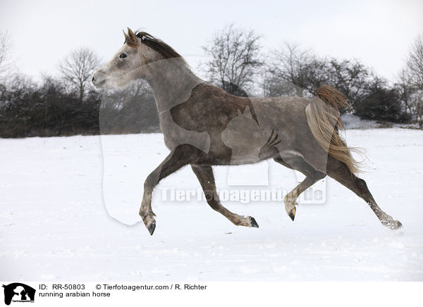 trabender Araber / running arabian horse / RR-50803