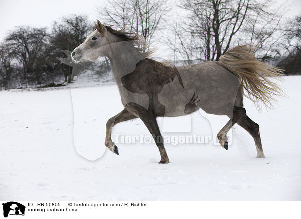 running arabian horse / RR-50805