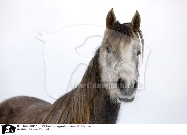 Araber Portrait / Arabian Horse Portrait / RR-50811