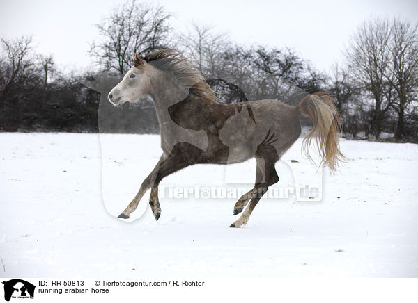 rennender Araber / running arabian horse / RR-50813