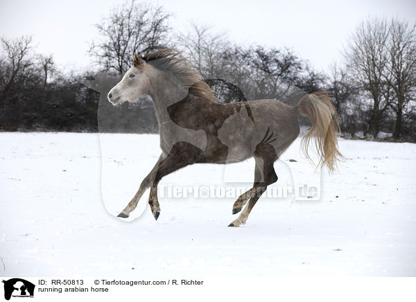 running arabian horse / RR-50813