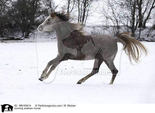 rennender Araber / running arabian horse / RR-50814