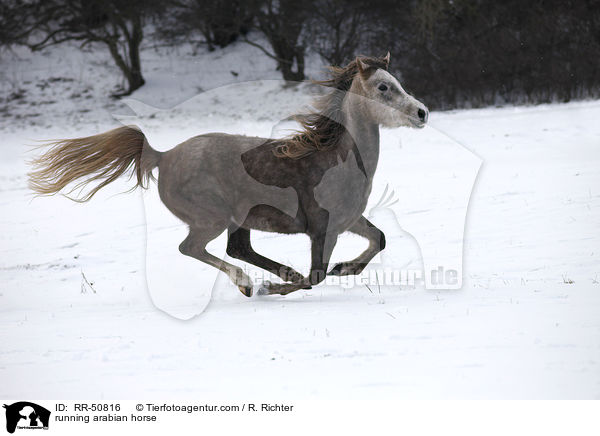 running arabian horse / RR-50816