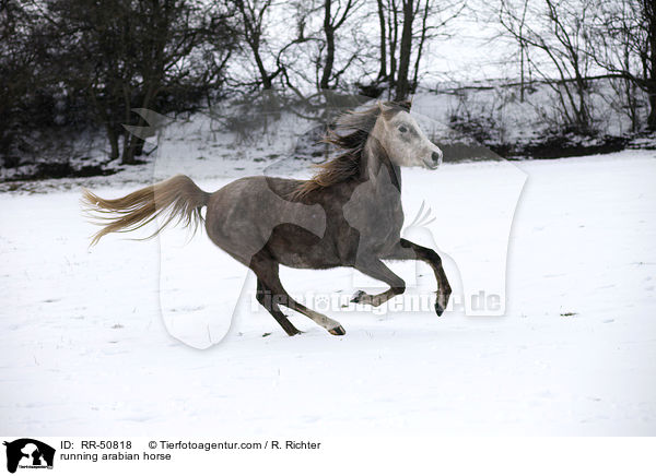 rennender Araber / running arabian horse / RR-50818