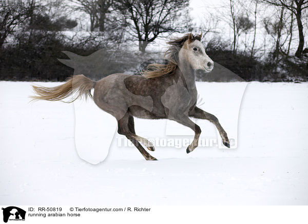 running arabian horse / RR-50819