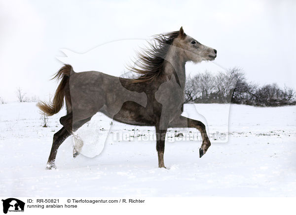 running arabian horse / RR-50821