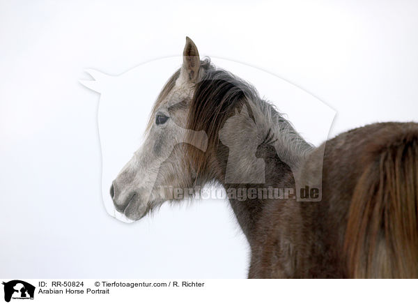 Araber Portrait / Arabian Horse Portrait / RR-50824