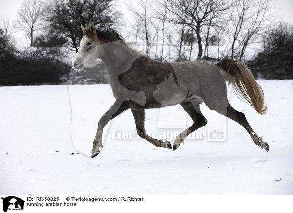 trabender Araber / running arabian horse / RR-50825