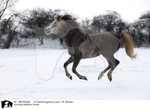 running arabian horse / RR-50826