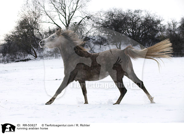 running arabian horse / RR-50827