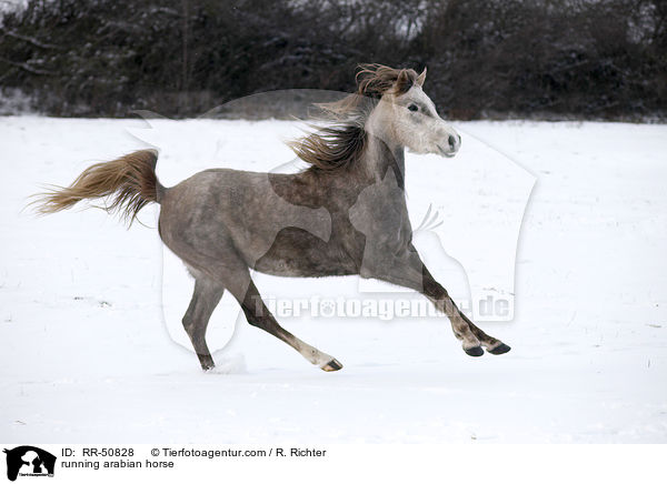 rennender Araber / running arabian horse / RR-50828