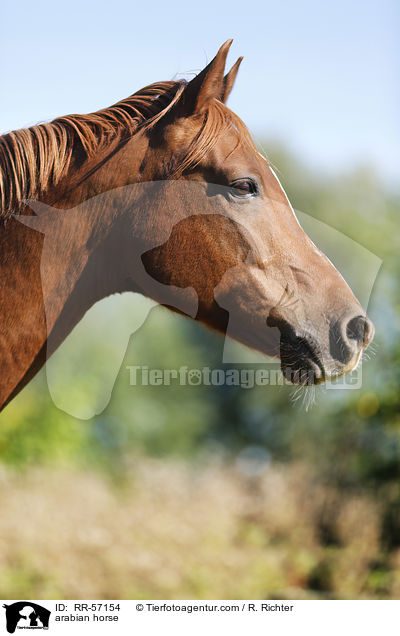 Arabisches Vollblut / arabian horse / RR-57154