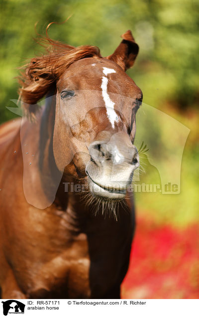 Arabisches Vollblut / arabian horse / RR-57171