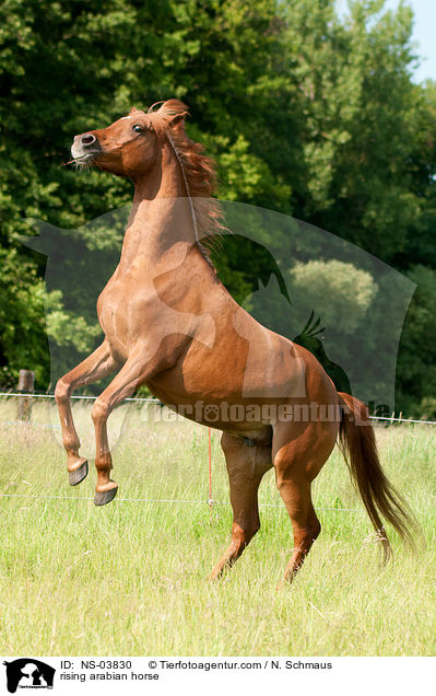 rising arabian horse / NS-03830