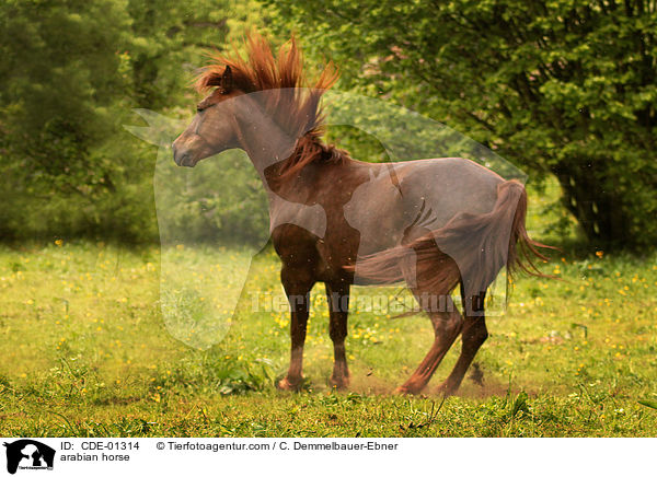 arabian horse / CDE-01314