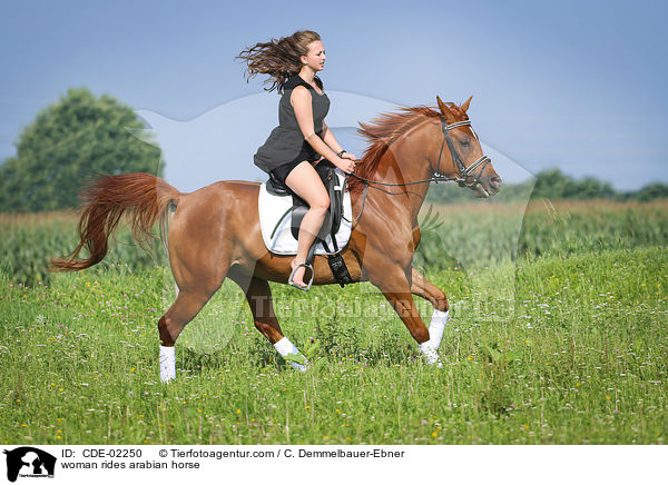 Frau reitet Araber / woman rides arabian horse / CDE-02250