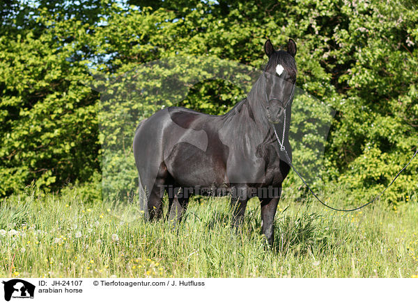 Araber / arabian horse / JH-24107