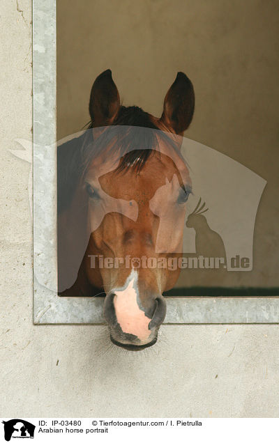 Araber Portrait / Arabian horse portrait / IP-03480