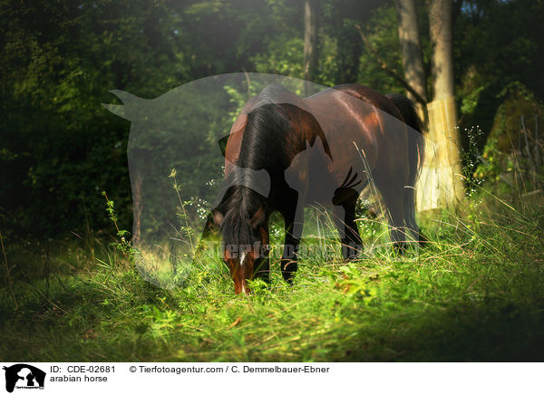 Araber / arabian horse / CDE-02681