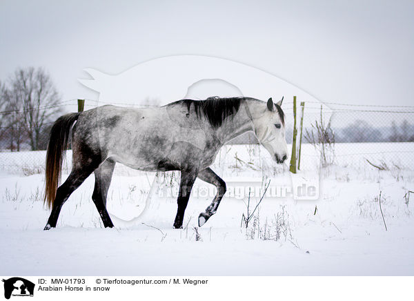 Araber im Schnee / Arabian Horse in snow / MW-01793