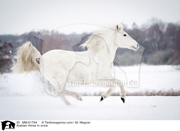 Arabian Horse in snow / MW-01794