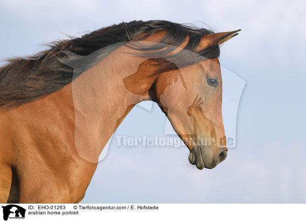 arabian horse portrait / EHO-01263