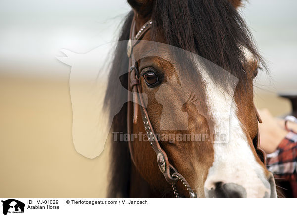 Araber / Arabian Horse / VJ-01029