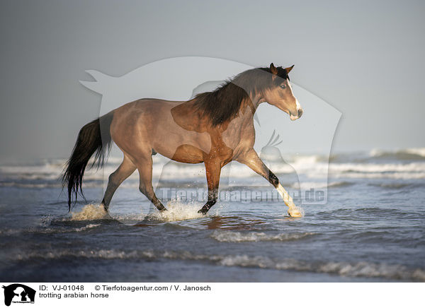 trabender Araber / trotting arabian horse / VJ-01048