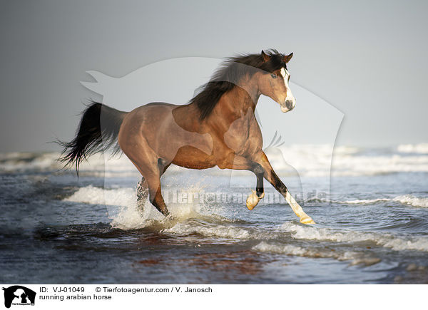 rennender Araber / running arabian horse / VJ-01049