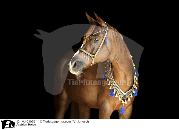 Araber / Arabian Horse / VJ-01052