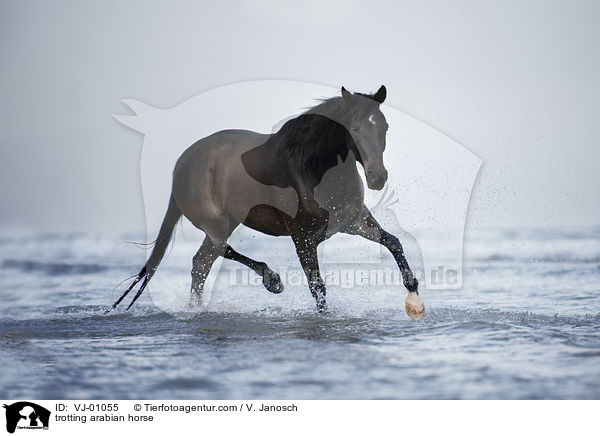 trabender Araber / trotting arabian horse / VJ-01055