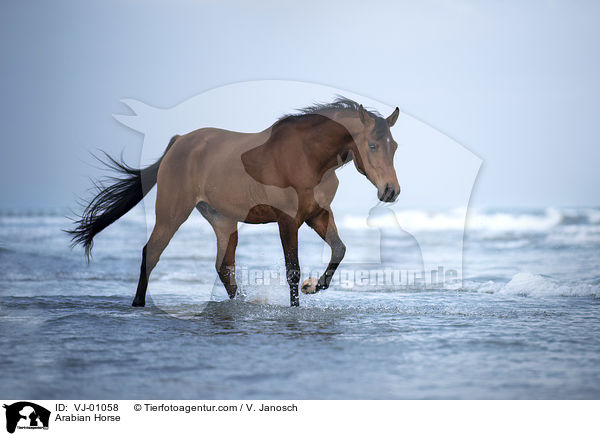 Araber / Arabian Horse / VJ-01058