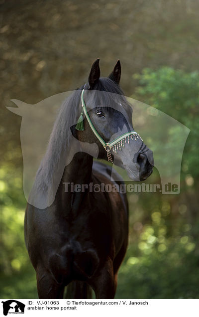 Araber Portrait / arabian horse portrait / VJ-01063
