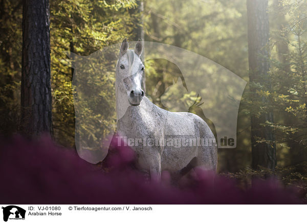 Araber / Arabian Horse / VJ-01080