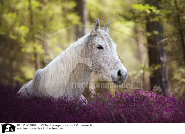Araber liegt in der Heide / arabina horse lies in the heather / VJ-01082
