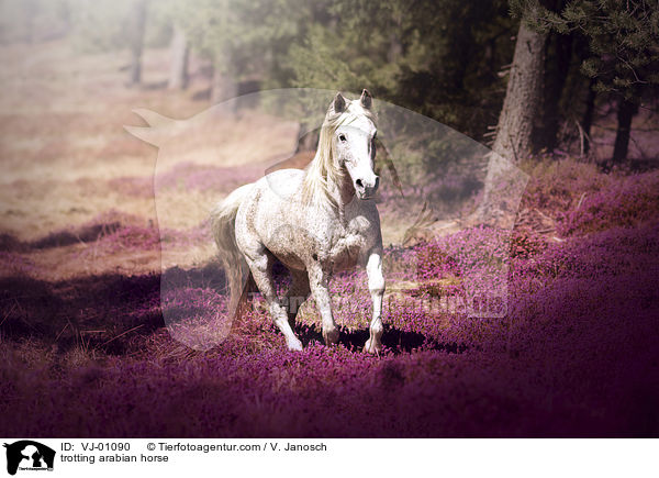 trotting arabian horse / VJ-01090