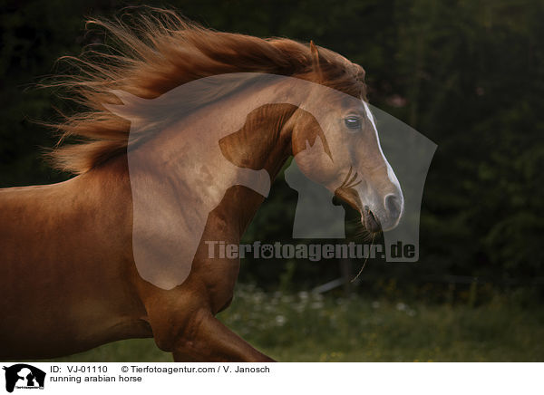 rennender Araber / running arabian horse / VJ-01110