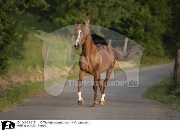 trabender Araber / trotting arabian horse / VJ-01117