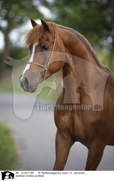 Araber Portrait / arabian horse portrait / VJ-01120