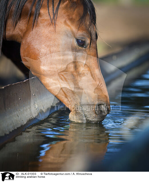 drinking arabian horse / ALK-01003