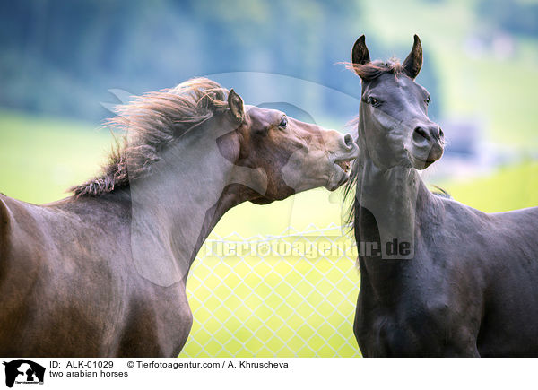 zwei Araber / two arabian horses / ALK-01029