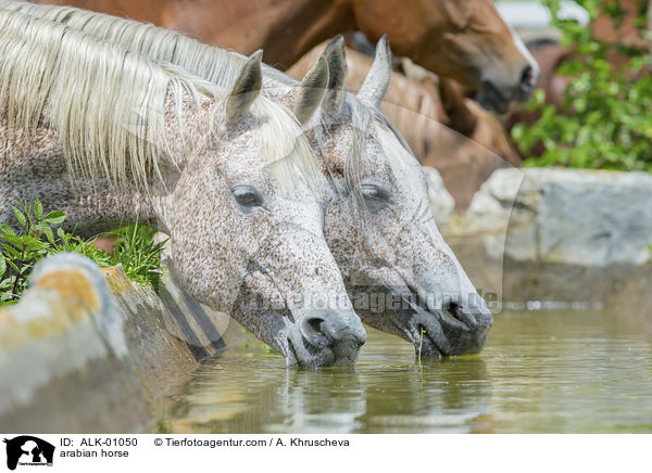 Araber Schimmel / arabian horse / ALK-01050