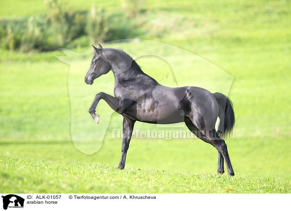 Araber / arabian horse / ALK-01057
