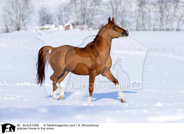 arabian horse in the snow / ALK-01096