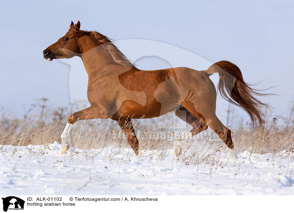 trabender Araber / trotting arabian horse / ALK-01102
