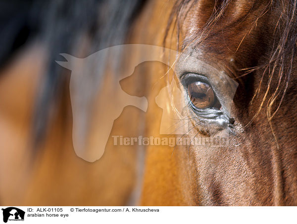 Araber Auge / arabian horse eye / ALK-01105