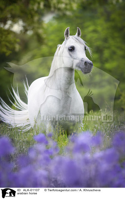 Araber Schimmel / arabian horse / ALK-01107