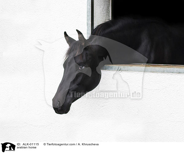 Araber / arabian horse / ALK-01115