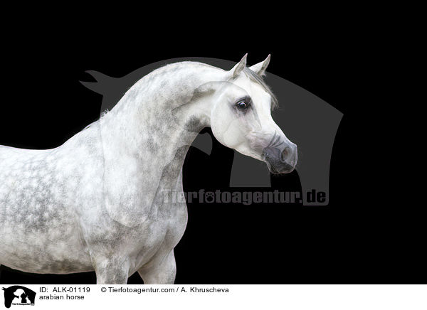 Araber Schimmel / arabian horse / ALK-01119